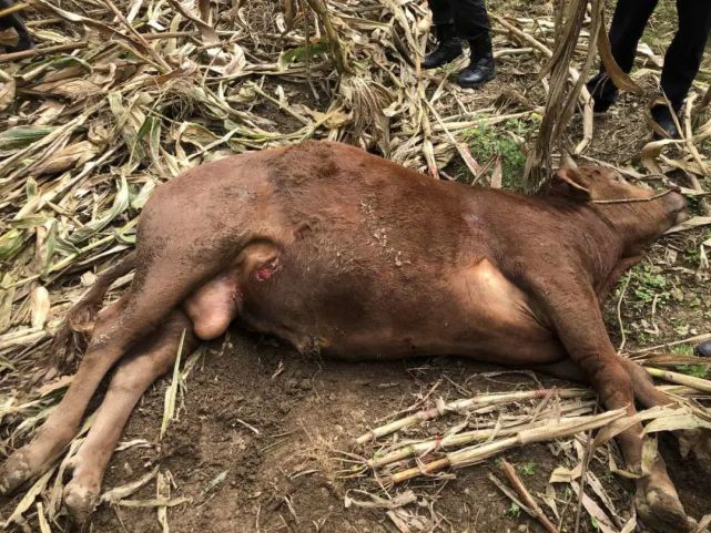 个旧市公安局巡特警大队成功处置一起疯牛失控事件