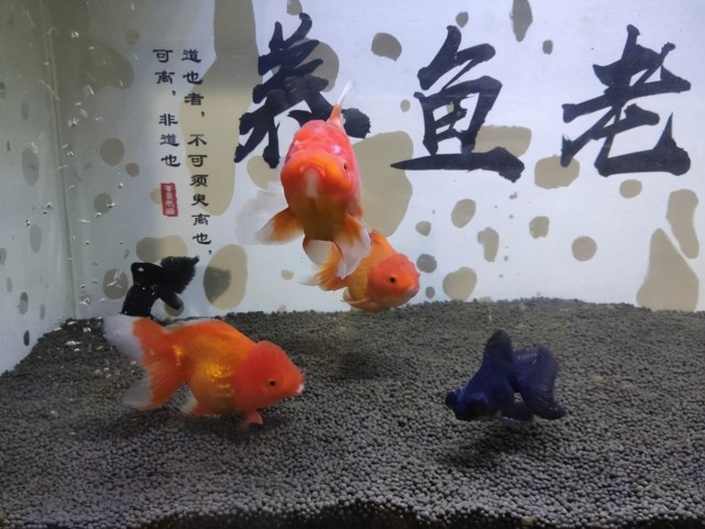 觀賞魚的水黴病頻繁發生治癒很難它們的剋星可能不在藥物上