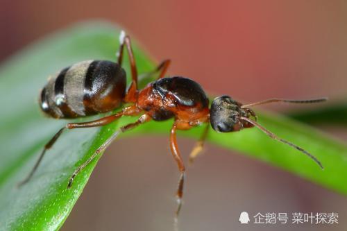 地球|蚂蚁：我们不知道人类，人类也有可能不知道更高级生物的文明