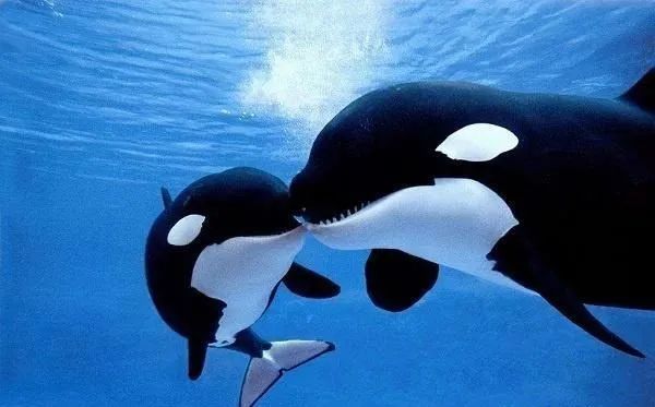 微塑料|可怕！这个有5个英国大的国家：目标让每个人类都能吃上口罩！