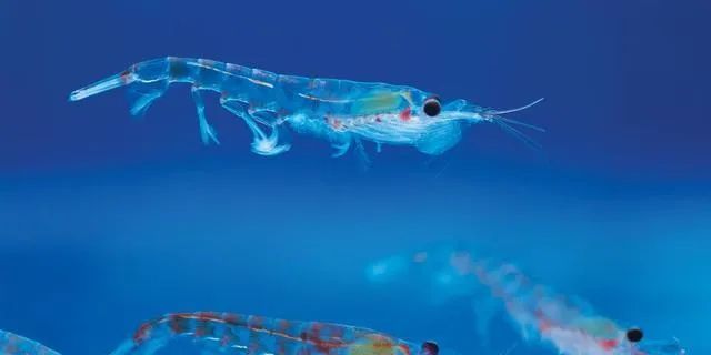 微塑料|可怕！这个有5个英国大的国家：目标让每个人类都能吃上口罩！