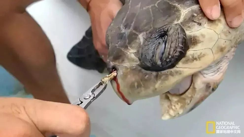 微塑料|可怕！这个有5个英国大的国家：目标让每个人类都能吃上口罩！