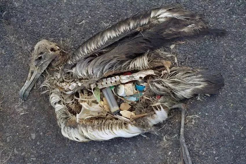 微塑料|可怕！这个有5个英国大的国家：目标让每个人类都能吃上口罩！