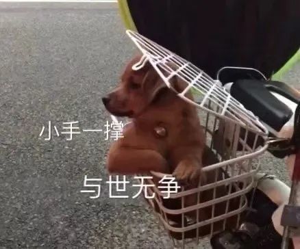 郭敬明|郭敬明李诚儒battle你站谁？