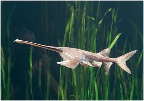 长江白鲟|21世纪灭绝的四大动物，长江白鲟最可惜，还有两种犀牛