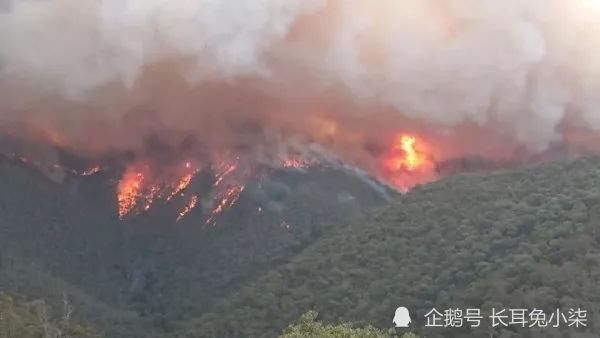 珠穆朗玛峰|南极升温，珠峰之上长出耐寒性较弱草本植物，地球或许已经在警醒人类
