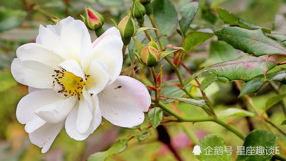 10月12日星座运势渐入佳境 好运难挡的四大星座 腾讯新闻