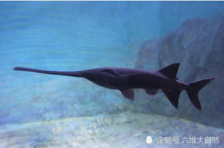 一种容易被认为是鸭嘴兽的鱼,鸭嘴鱼的嘴巴形似鸭嘴,但长度是鸭子好几