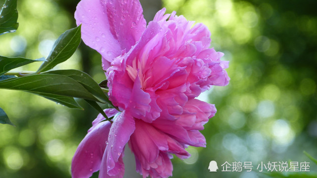 10月12日星座运势目标明确 锲而不舍的四大星座 星座运势 星座 双鱼座 狮子座 双子座 射手座