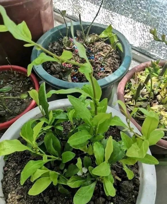 春天给花换土 不要把土抖干净 小心黄叶子 保留一半土最好 腾讯新闻