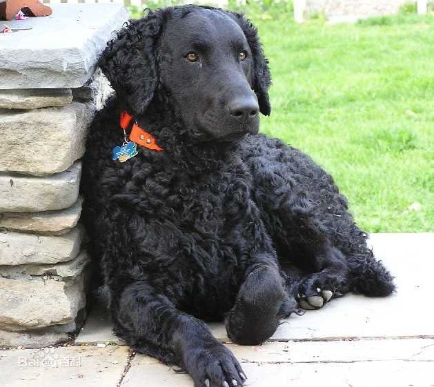 迷人而文雅的卷毛寻回猎犬你见到一定会从心里喜欢它