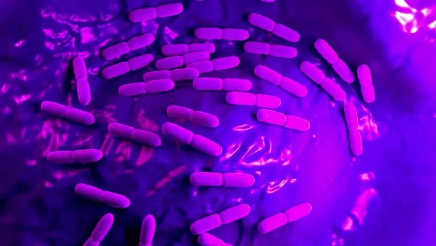 乳酸杆菌里的那些超级玩家们_腾讯新闻