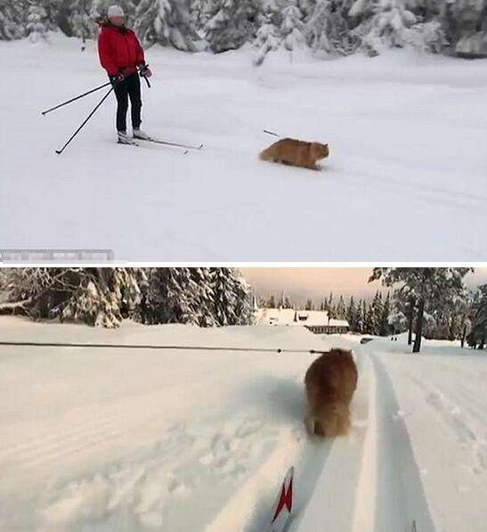 西伯利亚森林猫拉雪橇图片