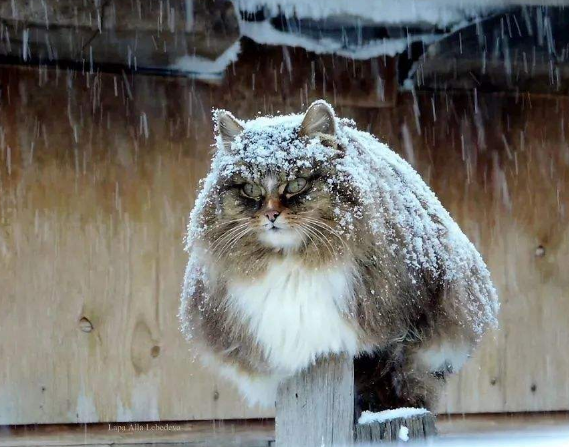 俄罗斯的猫能有多彪悍?拉雪橇不输给哈士奇,狗熊在它面前是弟弟