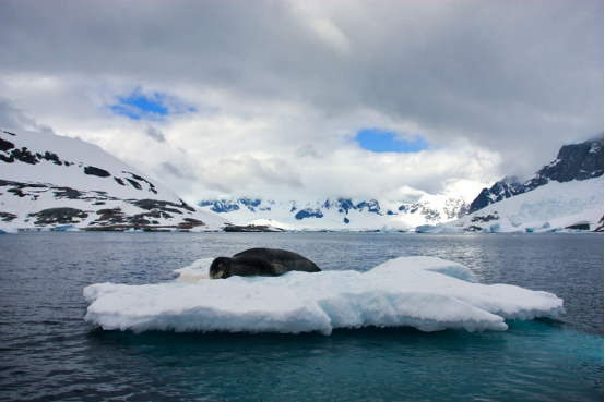 南极|4000万年前南极温暖如春？科学家发现蛙类化石，这里曾是暖温地带