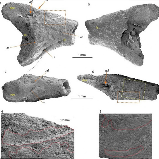 南极|4000万年前南极温暖如春？科学家发现蛙类化石，这里曾是暖温地带