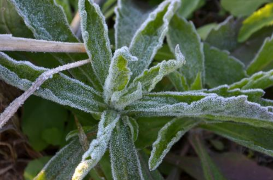 枫桥夜泊|小学生读《枫桥夜泊》，提了个问题难住老师，张继真的写错了吗？