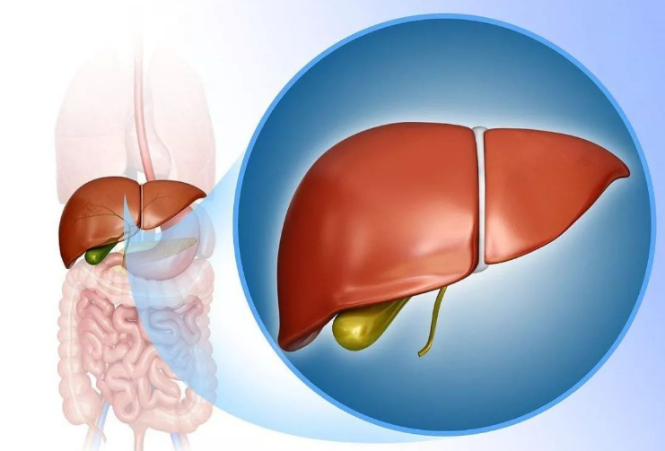 自身免疫性肝炎|三大作用机制，干细胞疗法对自身免疫性肝炎前景广阔！