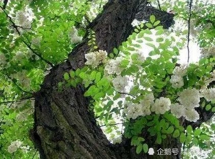 王谦|王谦：钩槐花的记忆