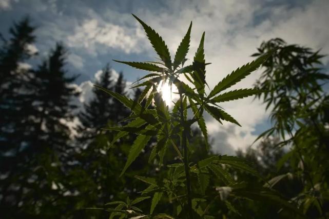 一文解读cbd提取完整指南 Cbd 大麻