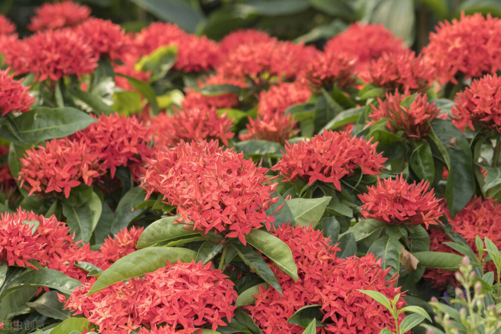 仙丹花的养护方法