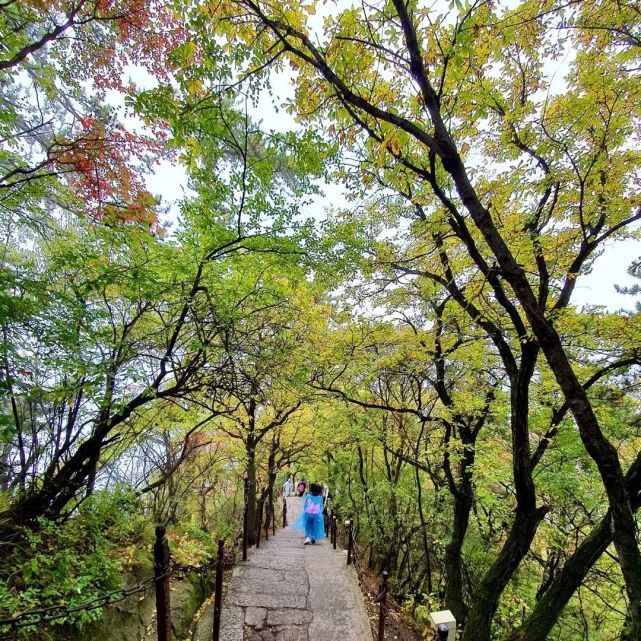 与秋色渲染的华山 来一次最美好的相遇 华山 秋日 红叶