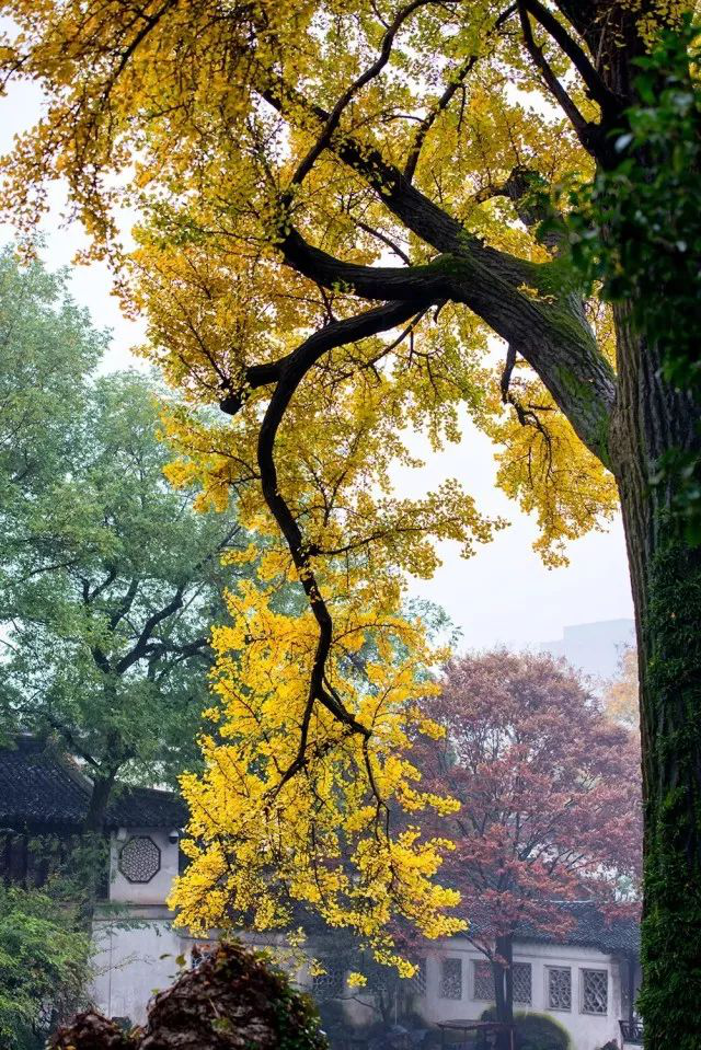 苏州|Hello，在吗？我想要院子里的第一份秋天