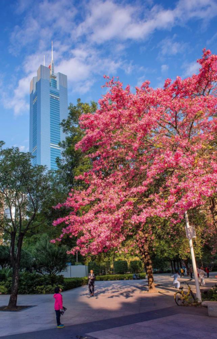 苏州|Hello，在吗？我想要院子里的第一份秋天