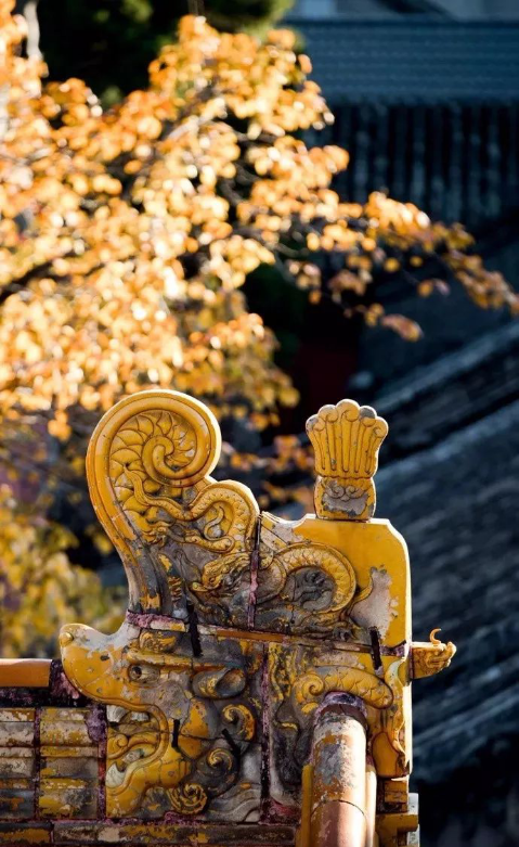 苏州|Hello，在吗？我想要院子里的第一份秋天