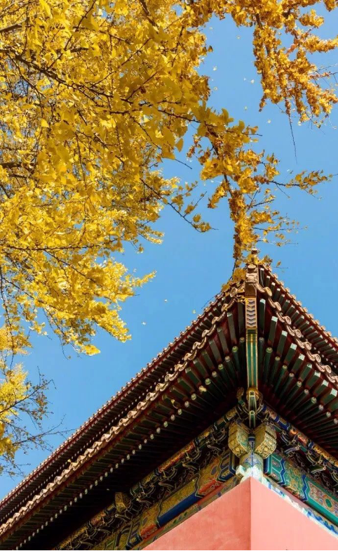 苏州|Hello，在吗？我想要院子里的第一份秋天