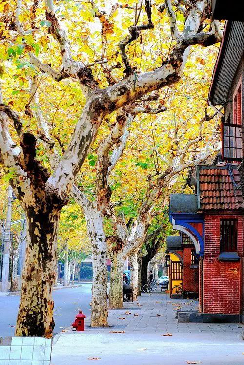 苏州|Hello，在吗？我想要院子里的第一份秋天