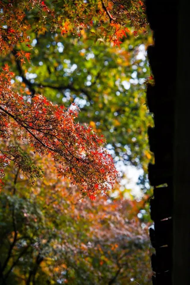 苏州|Hello，在吗？我想要院子里的第一份秋天