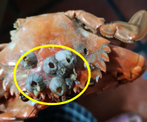 评论中有网友说这是藤壶,在螃蟹的身上长着是可以食用的,而且在螃蟹的