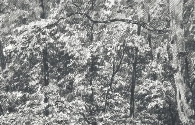 视觉中心|为什么树木总是这么难画？关键还是没有掌握疏密关系