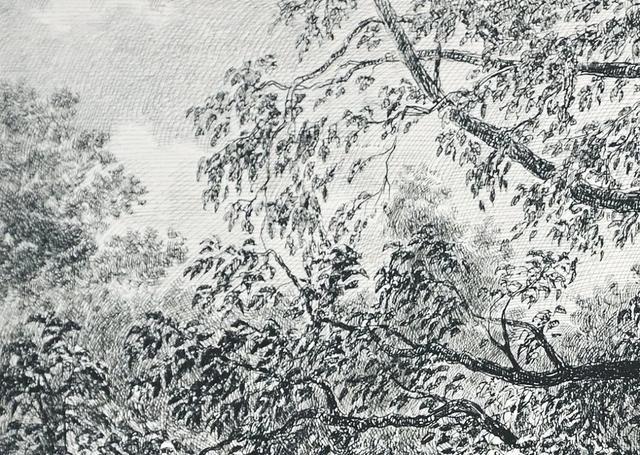 视觉中心|为什么树木总是这么难画？关键还是没有掌握疏密关系