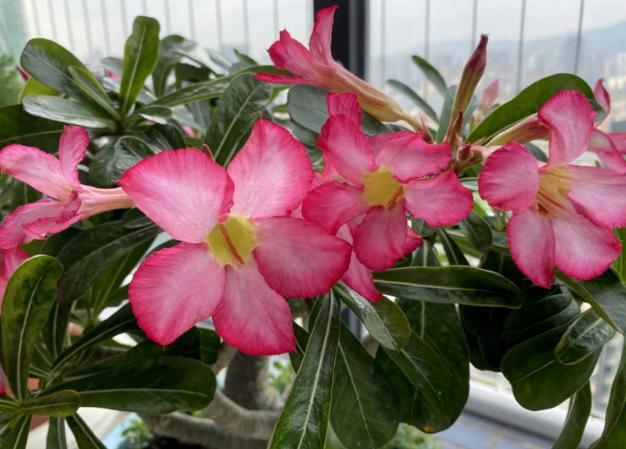 家庭养花 如何抓住施肥要领 满足3要求 植物长得健康 壮实 腾讯新闻