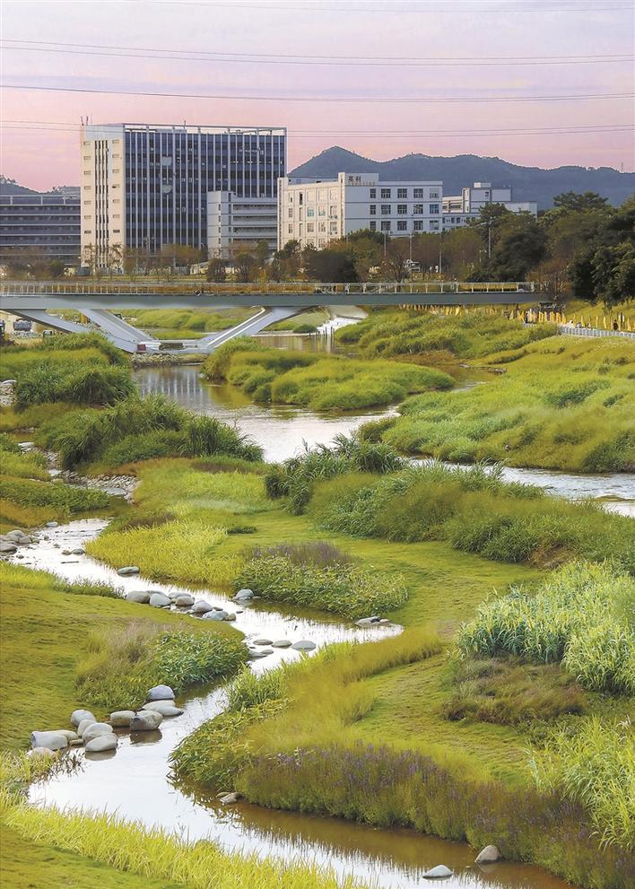 从黑臭河道到省级碧道试点深圳茅洲河风华正茂