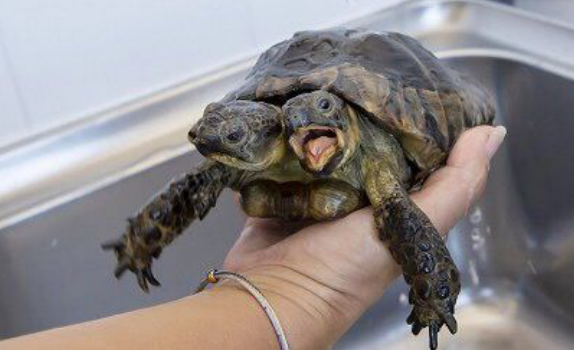 "养一只双头乌龟要注意啥?好不容易淘回来的,我可不想被咬……"哈哈哈