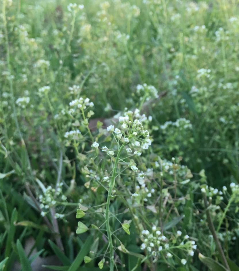 草莓|如果喂奶牛吃草莓，能挤出草莓味的牛奶吗？