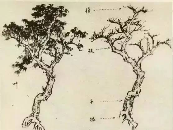 画法|缠枝、挺杆、屈节、钮裂、一棵树如何画？看了这篇你绝对能学会