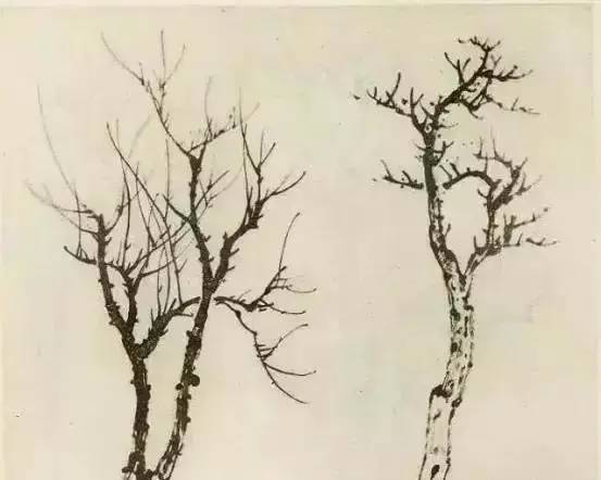 画法|缠枝、挺杆、屈节、钮裂、一棵树如何画？看了这篇你绝对能学会