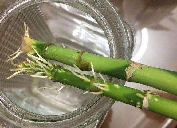 阿司匹林,维生素,过期变质了怎么办?废物利用养花,效果好