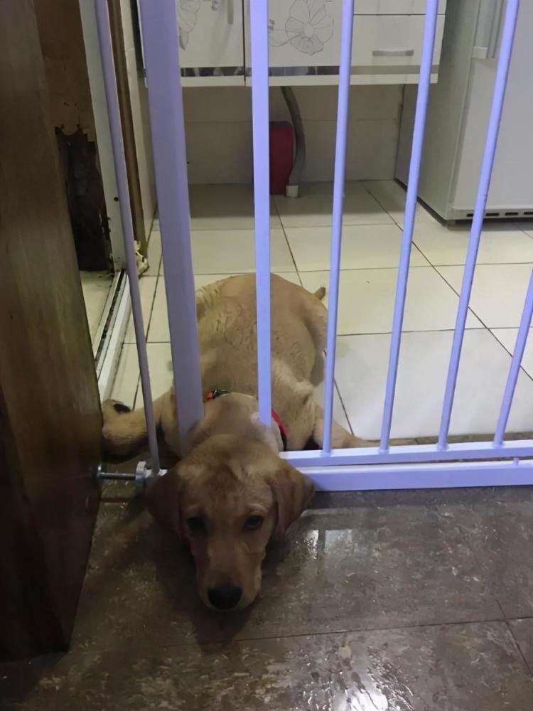 熊孩子|“熊孩子”卡在了华为体验店，为什么有的缝隙进去容易出来难？