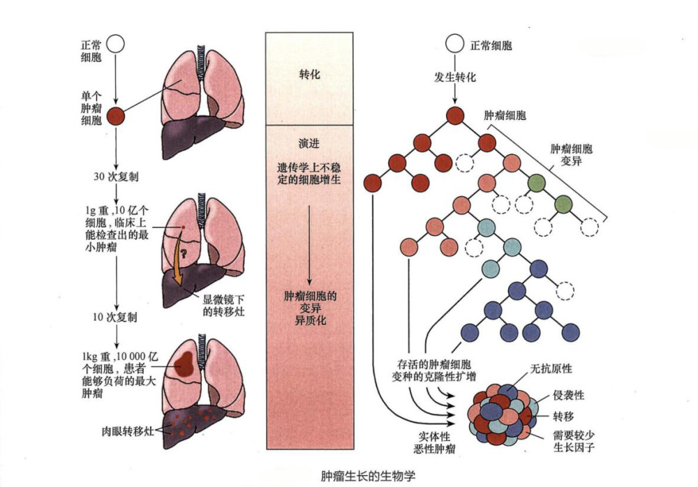 癌细胞的分化程度也决定生长速度,如分化差的恶性肿瘤,可在短时间内