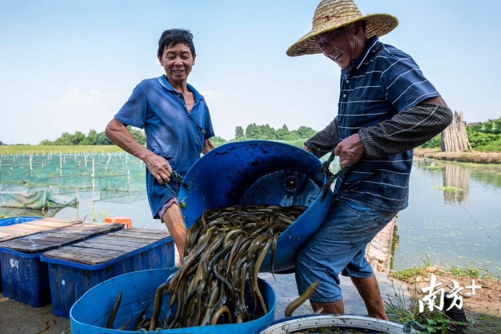 10月4日,欢度"双节",广州江高镇村民开网捕捞鳝鱼供应节日巿场,脸上