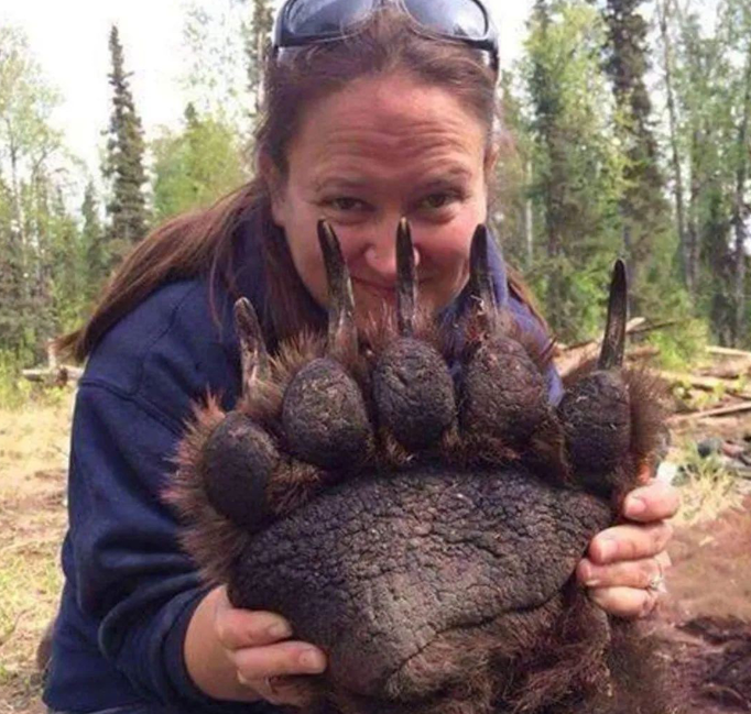 這可不是變異這些自然界真實的動物真是大到嚇人