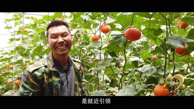 车厘子|草都不长的土地，结出车厘子