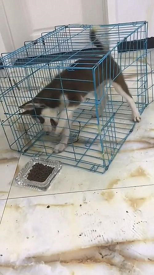 哈士奇|笼子外面放了一盆狗粮，主人再去看时不想说话：脑溢血操作