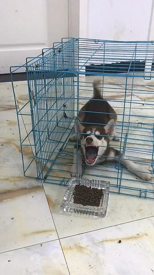 哈士奇|笼子外面放了一盆狗粮，主人再去看时不想说话：脑溢血操作