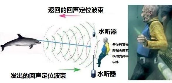 海豚|科学家们破译了海豚的“语言”？以后人类说不定真能和海豚聊天